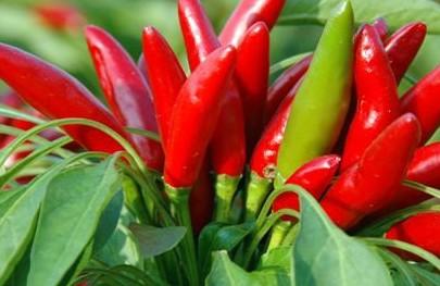 辣椒堿檢測(cè)