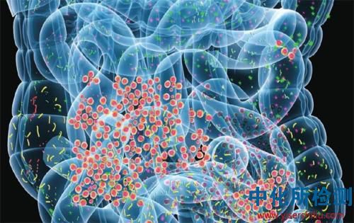 微生物檢測(cè),微生物檢驗(yàn),微生物檢查,生物檢測(cè) . 微生物檢測(cè)_第三方檢測(cè)機(jī)構(gòu)